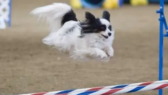 Manifestation « Temps de Chien »